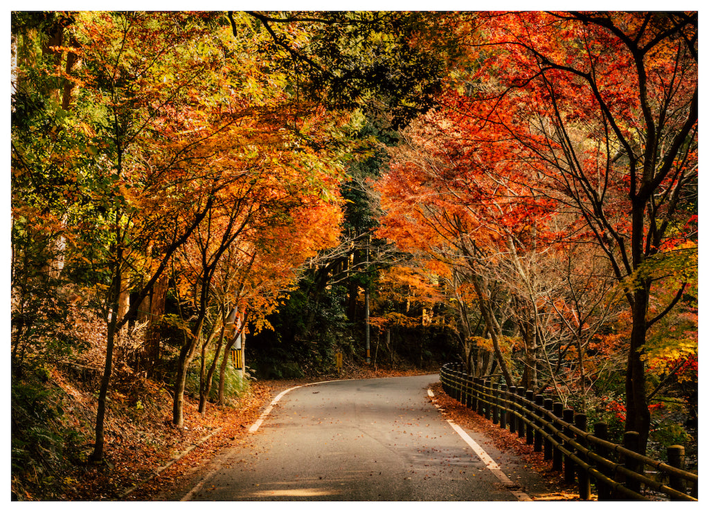 AUTUMN (NS)