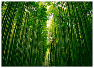 GREEN DEPTH (NS)