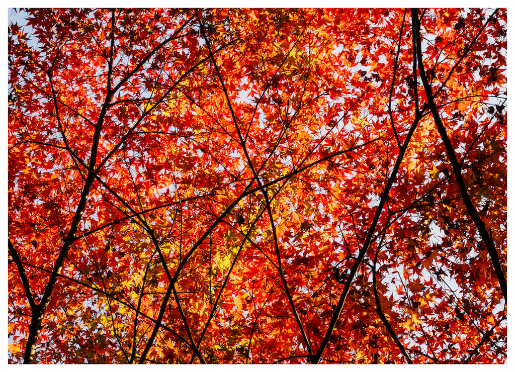 CANOPY (NS)