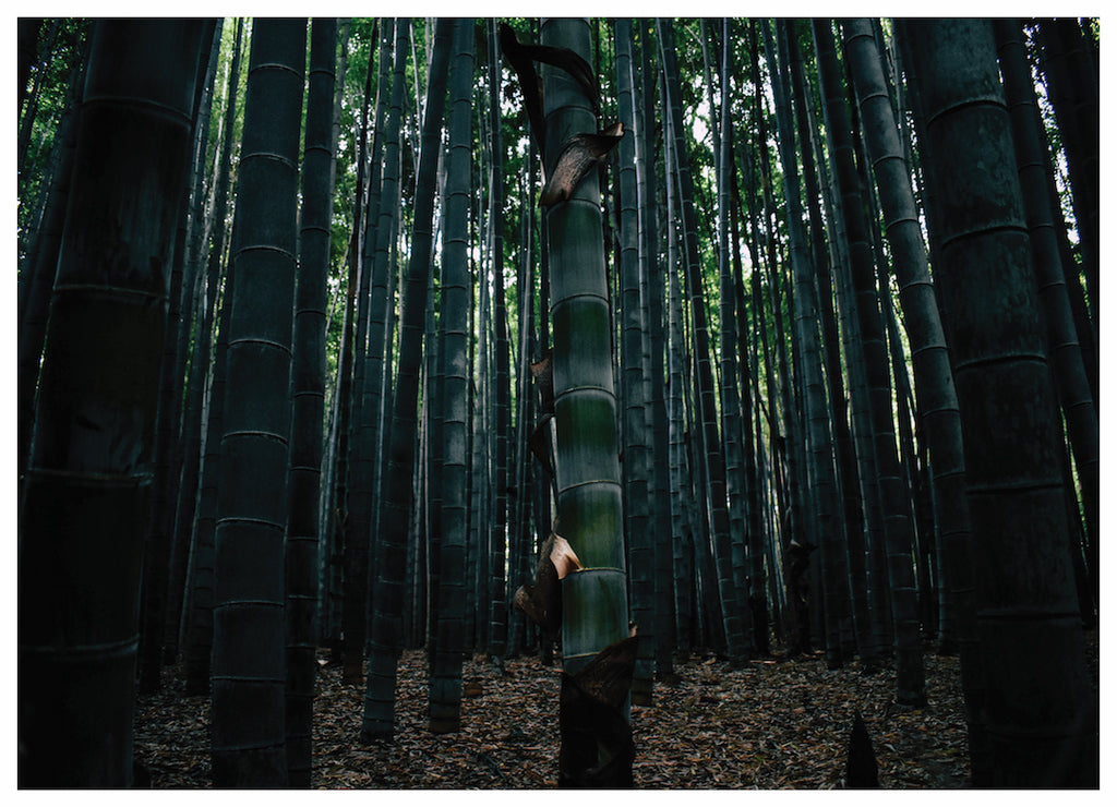 BAMBOO FOREST (NS)
