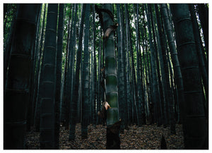 BAMBOO FOREST (NS)