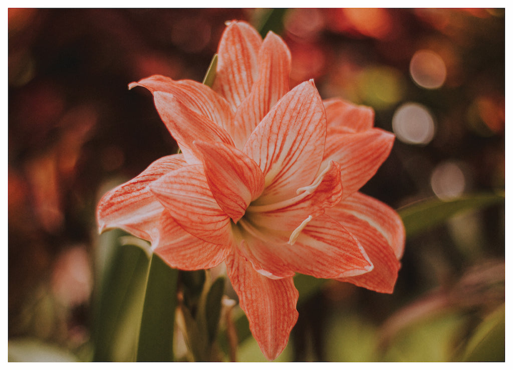 BLOOM (NS)