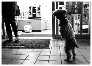 GOOD BOY (MS)