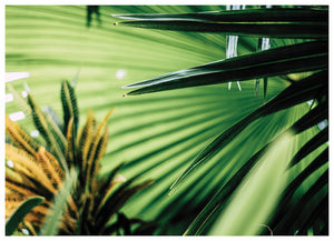 PALMS (NS)
