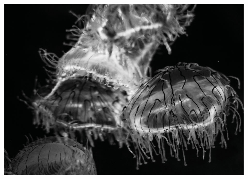FLOAT MONO (MS)