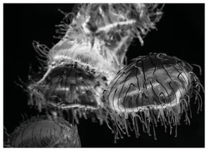 FLOAT MONO (MS)