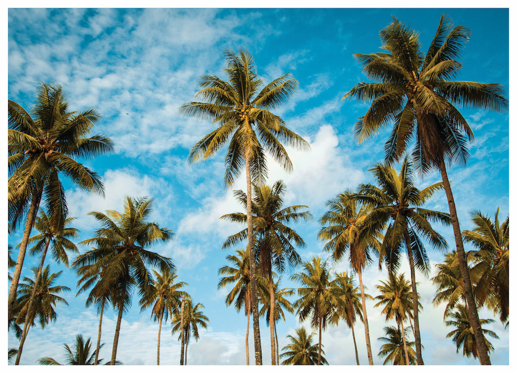 PALM BREEZE (NS)