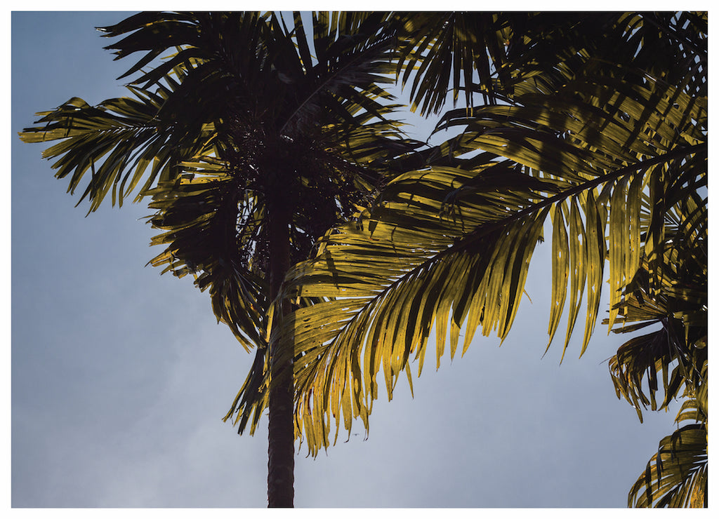 ISLAND VIBE (NS)