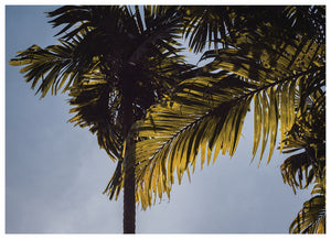 ISLAND VIBE (NS)